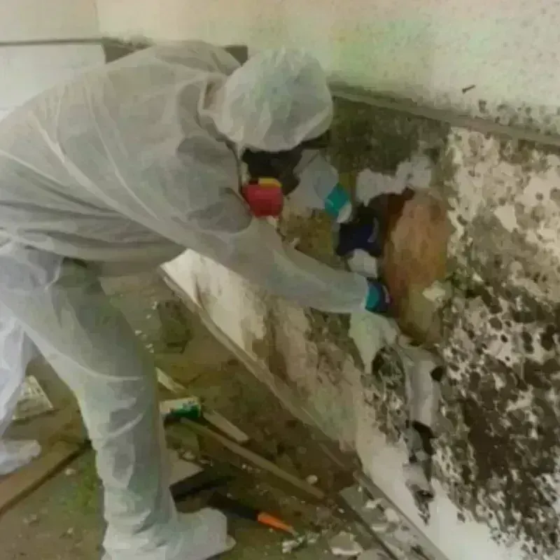 Mold Remediation and Removal in Metairie Terrace, LA